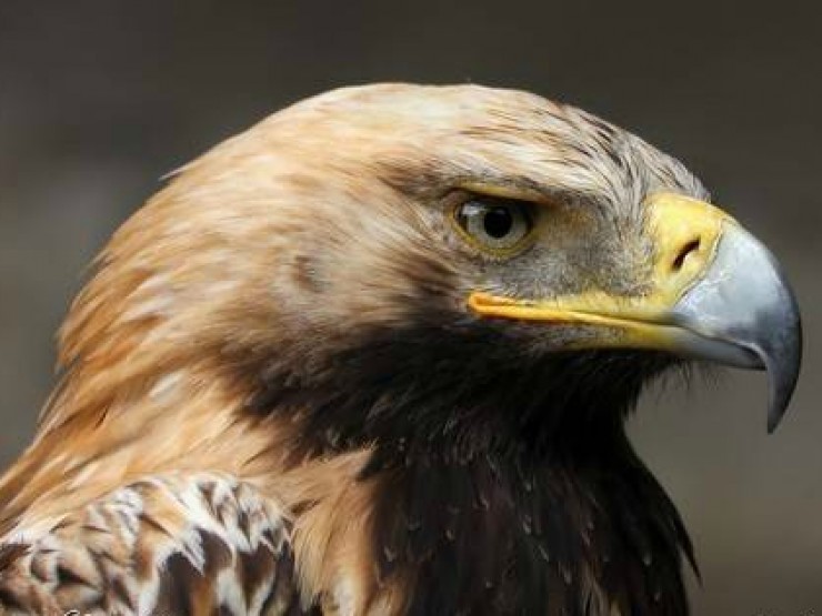 არწივივით განვახლდეთ ჩვენი უძლურებიდან