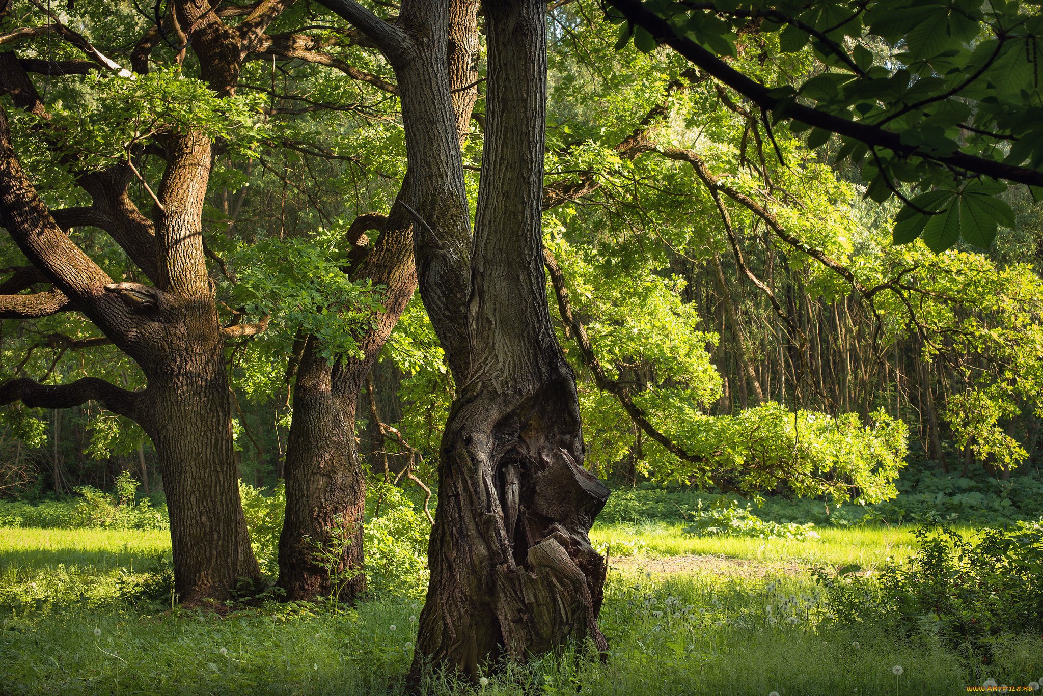 აშერა - კერპების მსახურებისთვის განკუთვნილი ფოთლოვანი ტყის მონაკვეთი