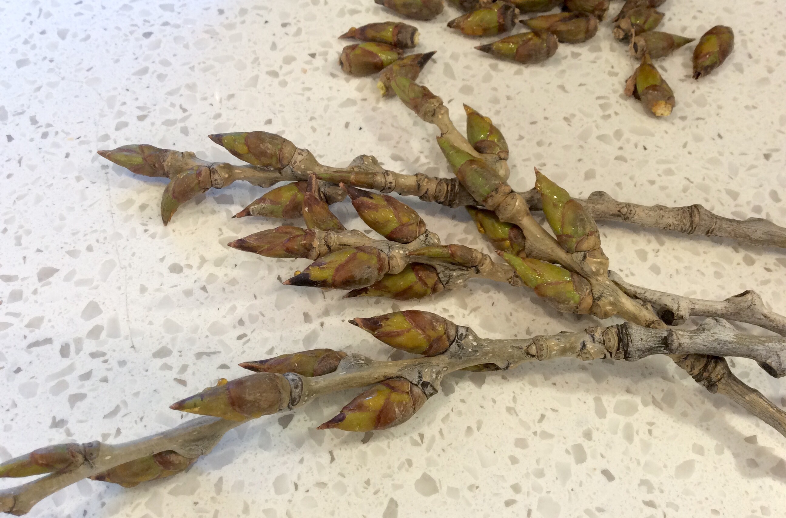 ბალსამონი, ბალზამი, მური