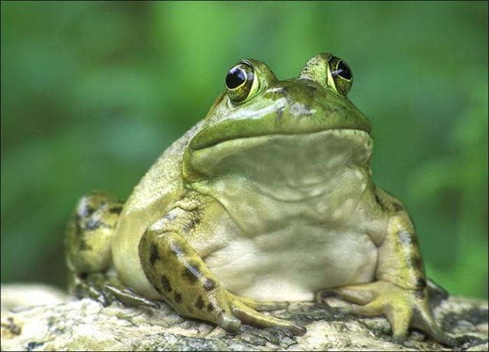 ბაყაყი, გომბეშო, მყვარი