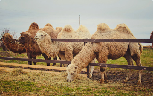 ბზე, ნამჯა, ჩალა, ჩენჩო