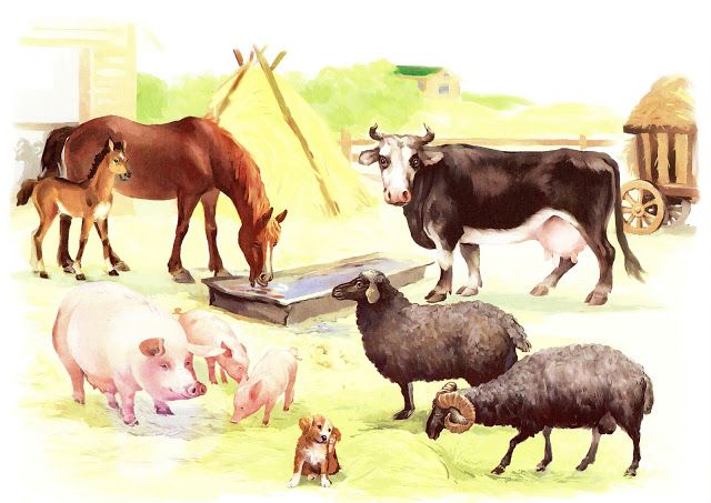 ჩლიქები, ფლოქვები