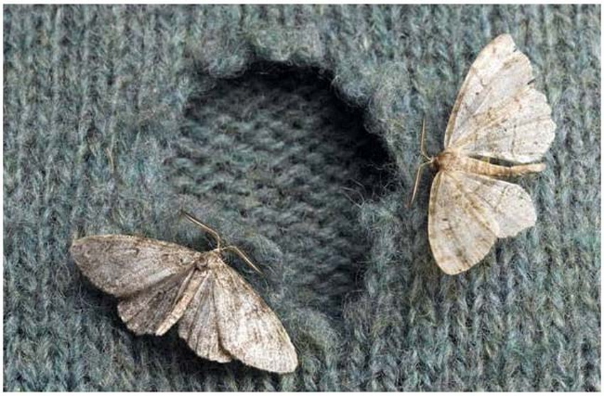 ჩრჩილი - მარცვლეულის და ქსოვილის მავნებელი პეპელა