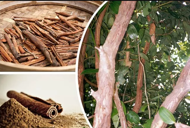 დარიჩინი