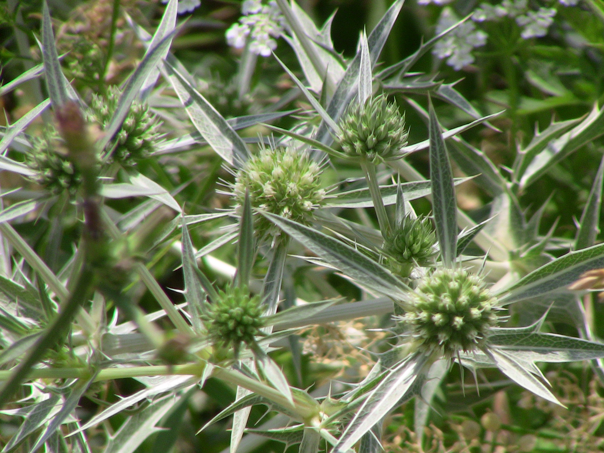 ეკალბარდის, ნარის, ღვარძლის, ძეძვის, ჯაგის და სხვა ეკლოვნების შესახებ