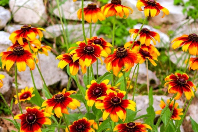 ერთსულოვნება, ერთი გულის ჩადგმა მრავალში