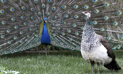 ფარშევანგი