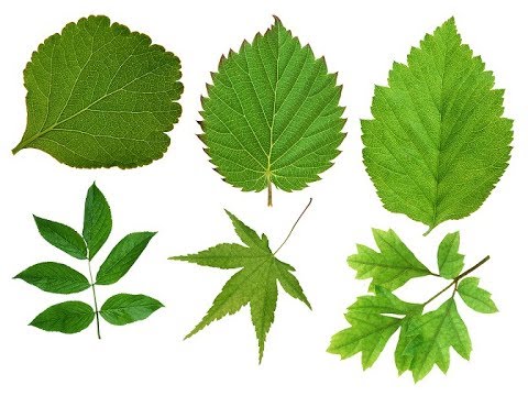 ფოთლები ბიბლიაში