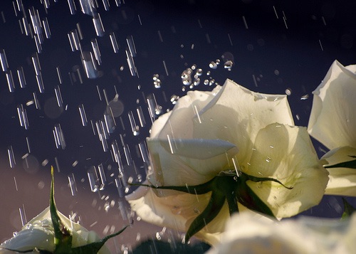 გამოცოცხლება, სიცოცხლის განახლება, ცხოველმყოფლობა