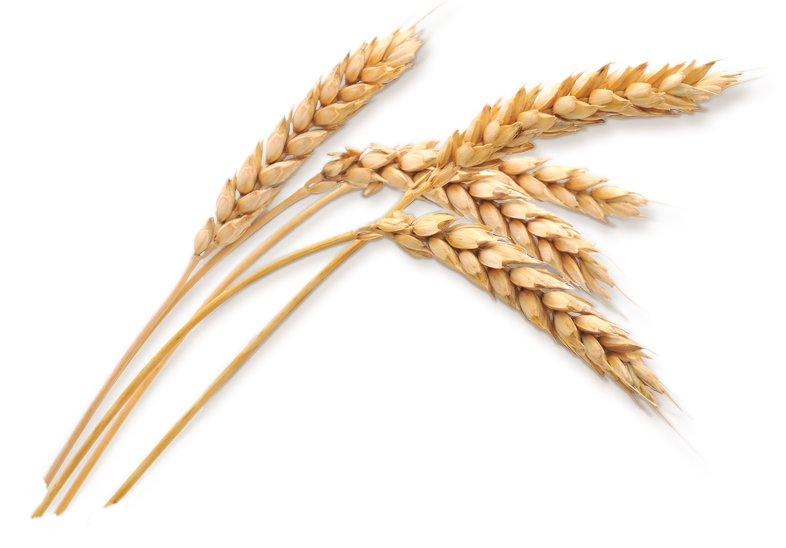 ღერი, ღერო