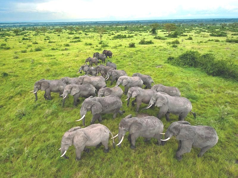 ღმერთმა შექმნა ცხოველთა სამყარო