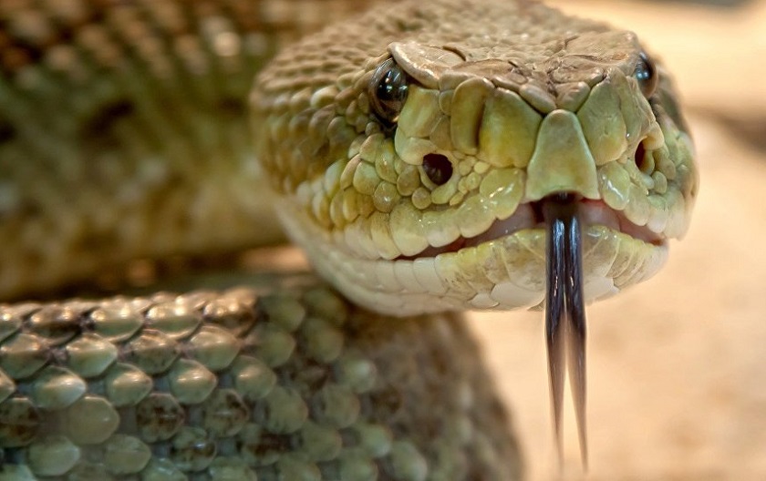 ღვთის მტრები მტვერს ალოკავენ