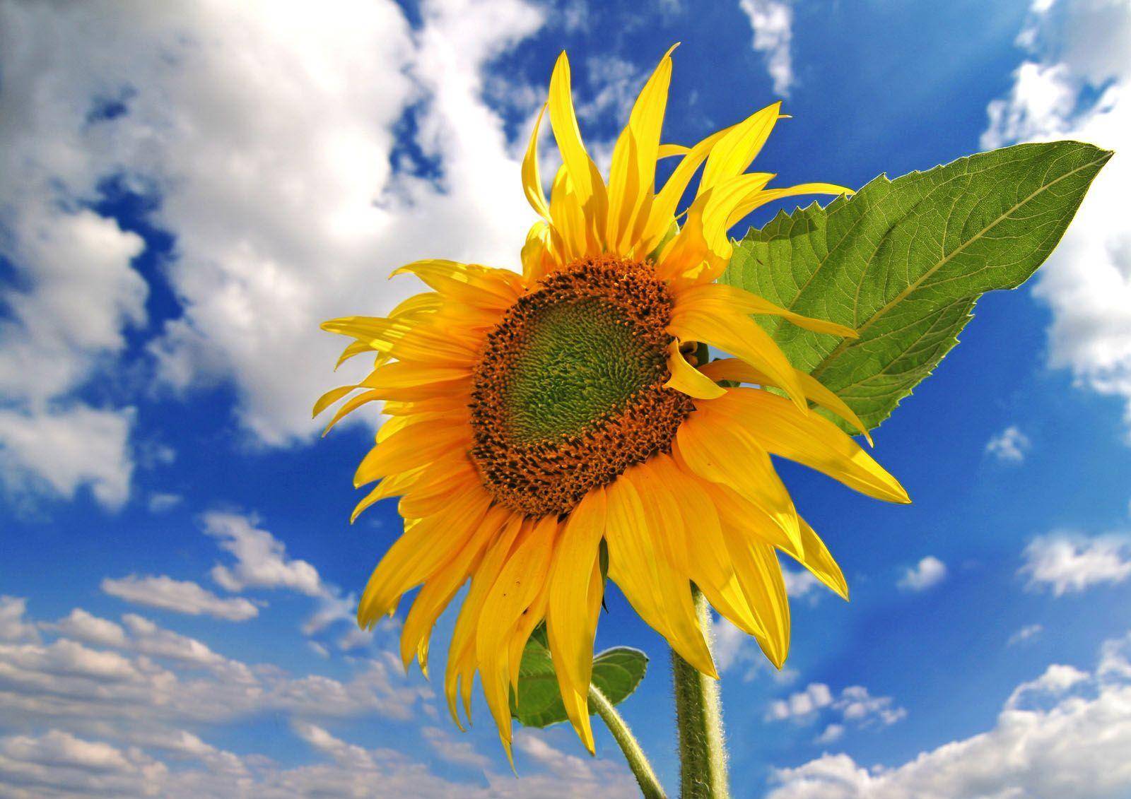 ღვთის ნება აღსრულდება განწმედილი გულის (სინდისის) სიმართლით