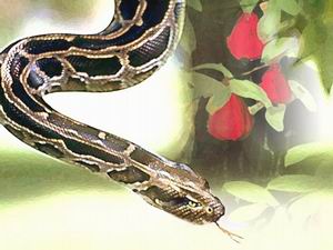 გულისთქმა ჩასახავს და შობს ბოროტს