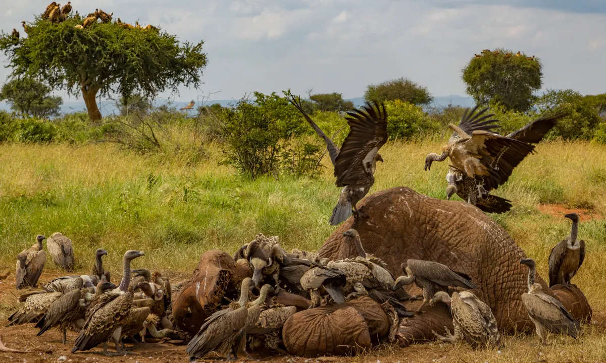 გვამი, ლეში, მძორი, ნეშტი