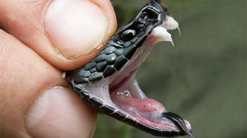 გველი, ასპიტი, უნასი, იქედნე