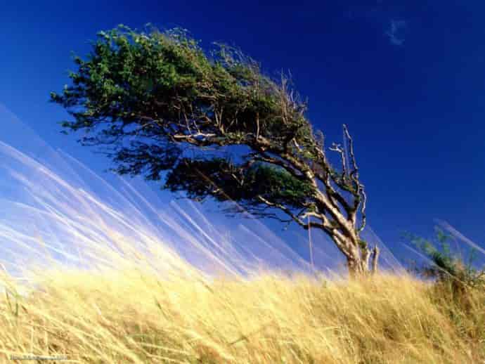 ქარი - ჰაერის ნაკადი