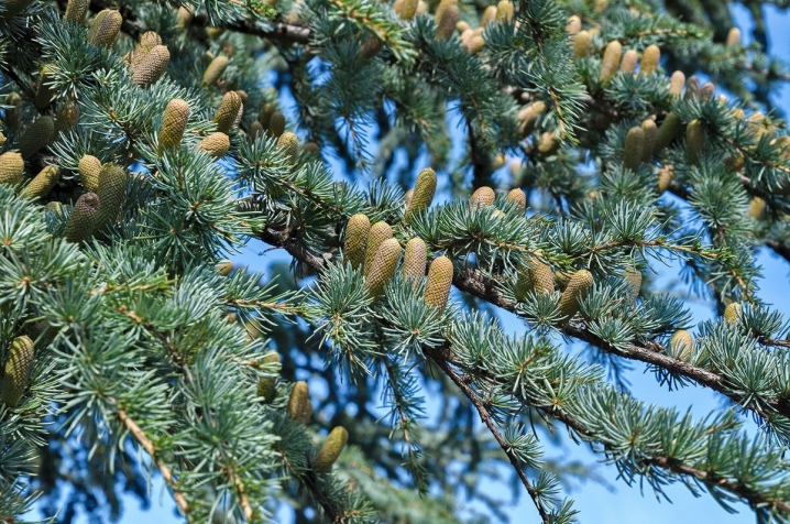 კედარის ხე ბიბლიაში