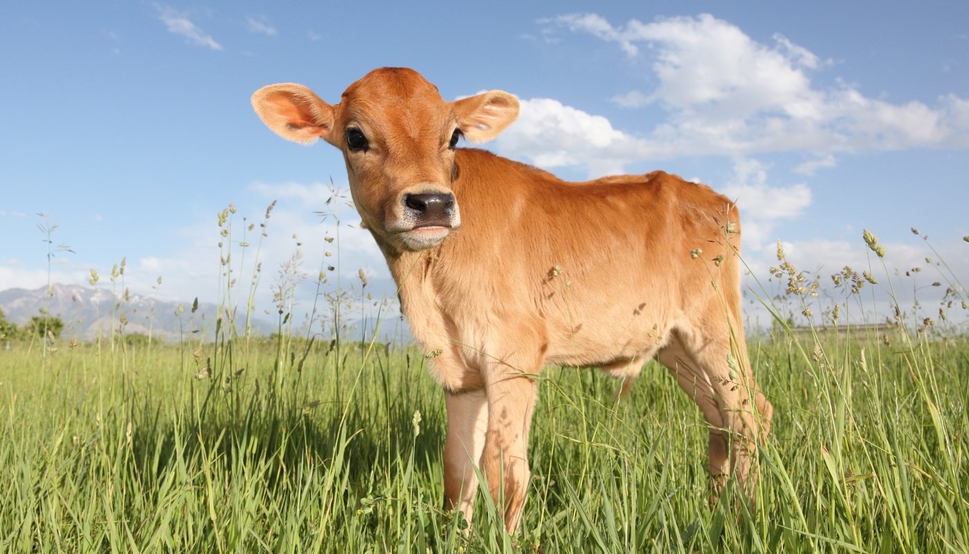 ხბო, დეკეული, მოზვერი