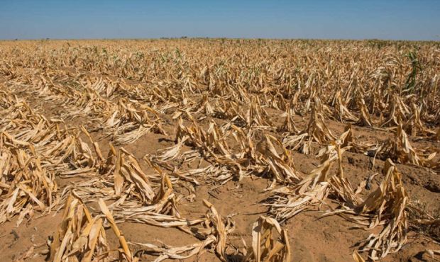 ხმობა, ჭკნობა