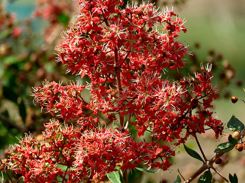 ქოფერი, ინა, ჰენნა