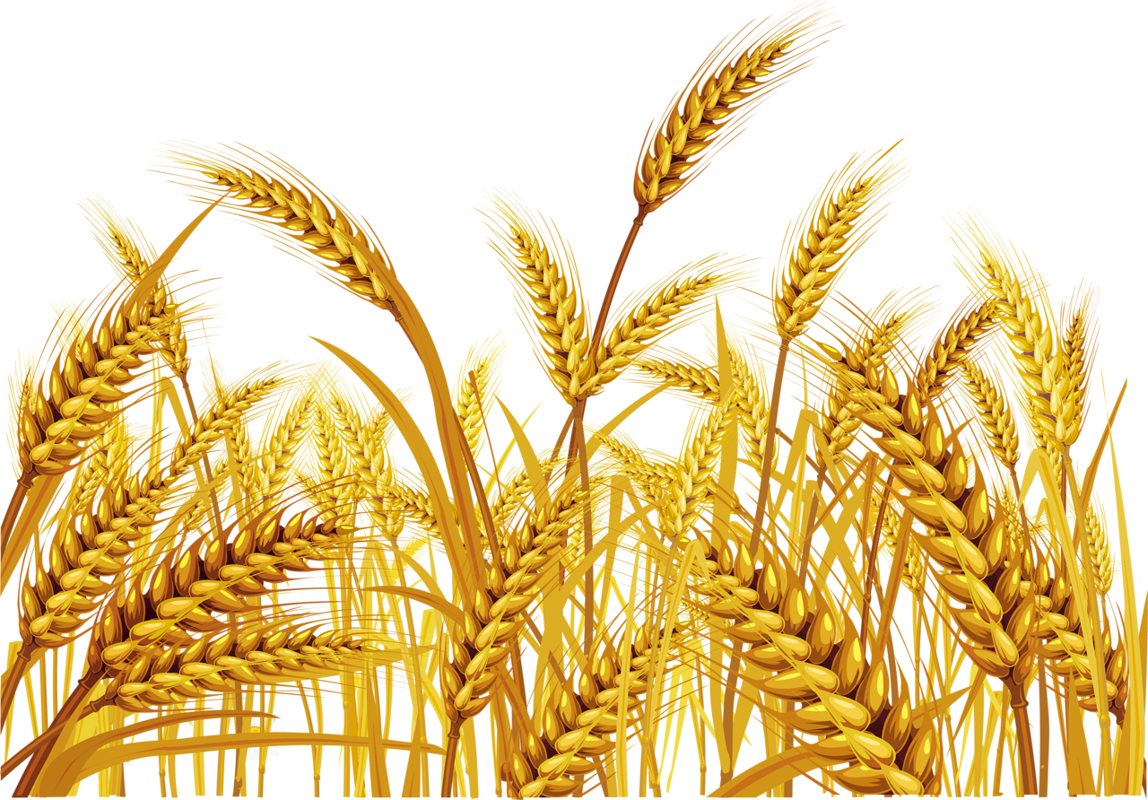 კულტურასთან შესაბამისი მახარებლობა