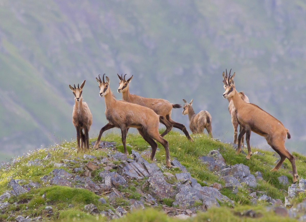 ქურციკი