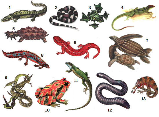 ქვეწარმავლები ბიბლიაში