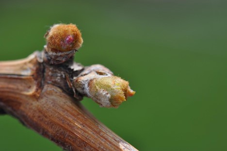 კვირტები