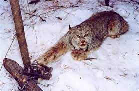 მახე, ხაფანგი