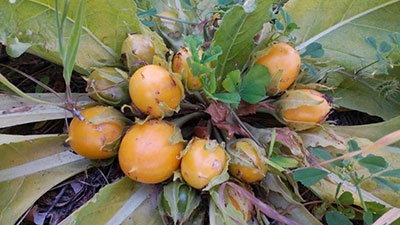 მანდრაგორა