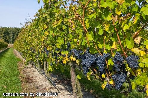 მეშვიდე და ორმოცდამეათე წლის შესახებ