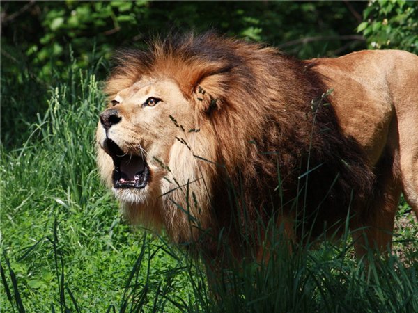 მსხვერპლის მძებნელი