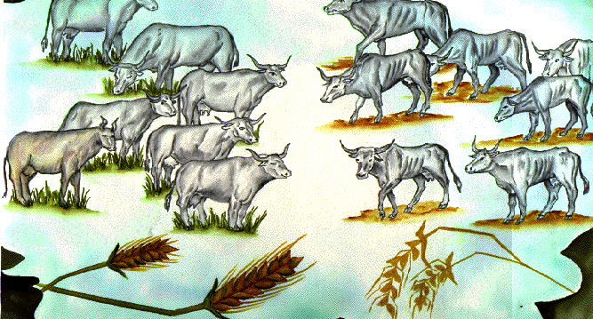 მსუქანი, მსუყე, ნოყიერი, პოხიერი, სქელი, ხორცსავსე