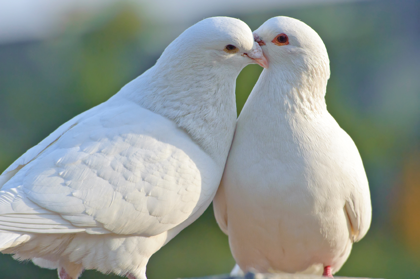 მტრედი ბიბლიაში