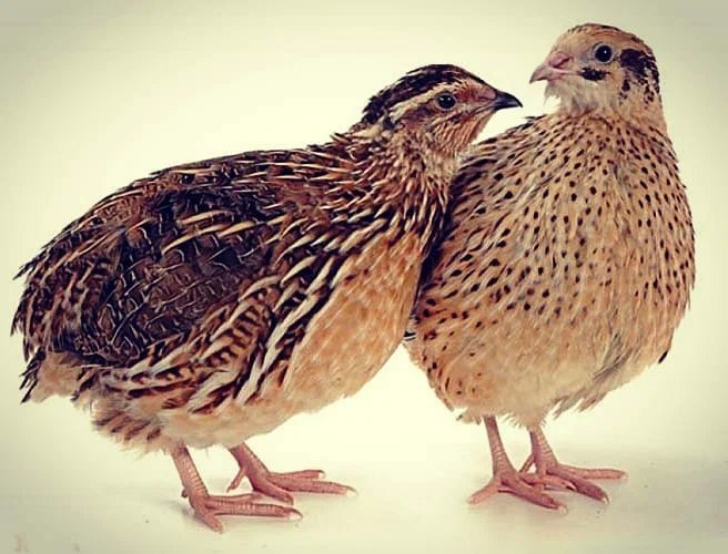 მწყერი ბიბლიაში