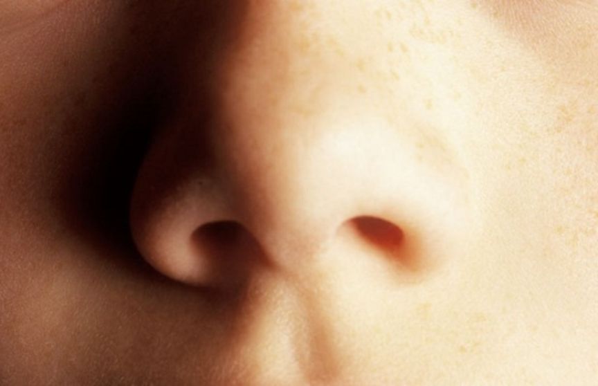 ნესტოები, ცხვირი