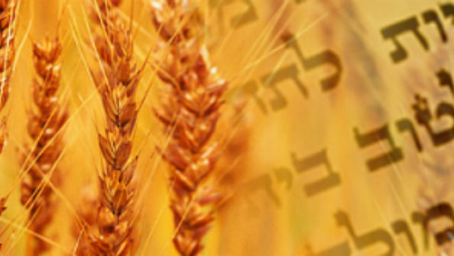 პურეულის შესაწირი