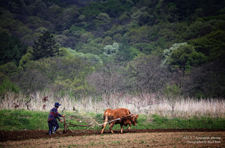 ყამირი, ანეული, ახო, ხოდაბუნი, დასვენებული მიწა
