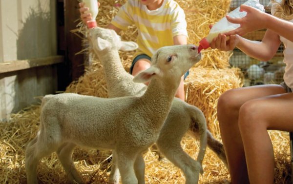 რჩენა, კვება, საზრდოობა