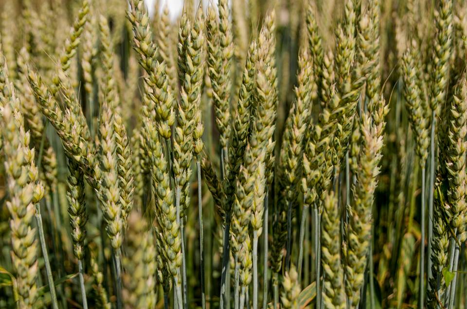 რჩეულნი იქნებიან სასუფეველში უფალთან