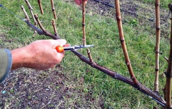 რტო, ტოტი, ყლორტი, მორჩი, ლერწი, რქა