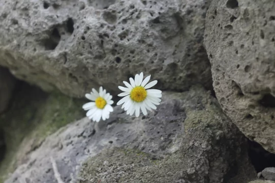 რწმენაში არდარჩენა, დროებითი რწმენა