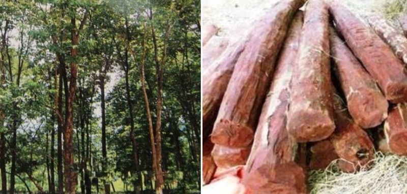 სანდალოზის ხე