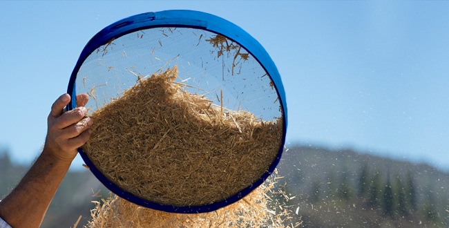 სატანა ითხოვს ჩვენს გაცხრილვას, როგორც ცხრილავენ ხორბალს