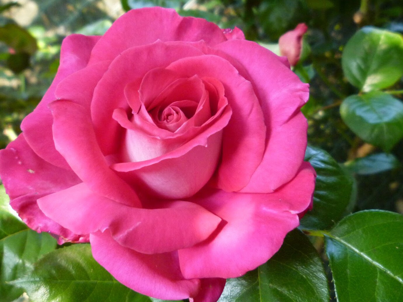 შარონი, შარუხენი