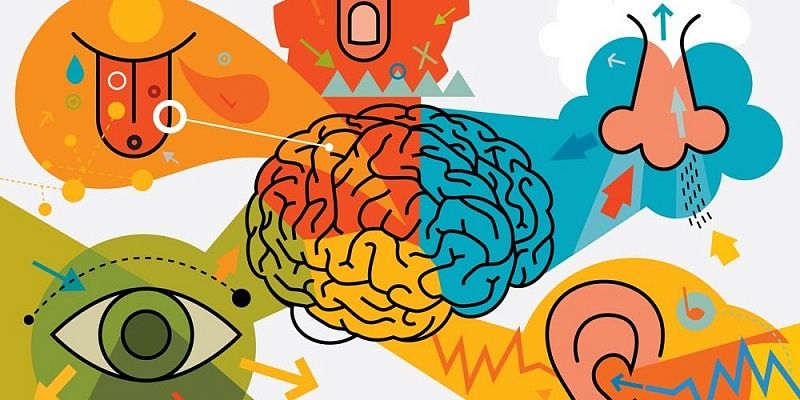 შეგრძნებები: თვალ-ყურის, ყნოსვის, გემოს და შეხების