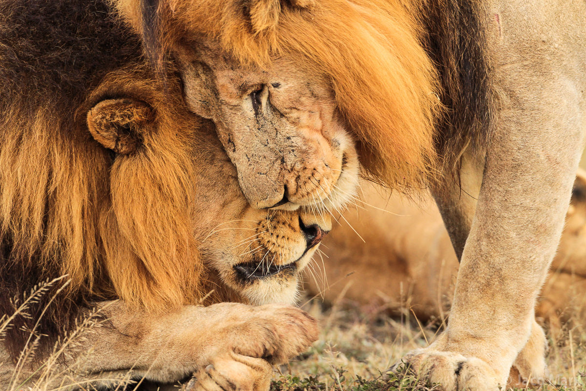 სიმშვიდე გვქონდეს, თვინიერება, თავმდაბლობა, მოკრძალება, მორჩილება
