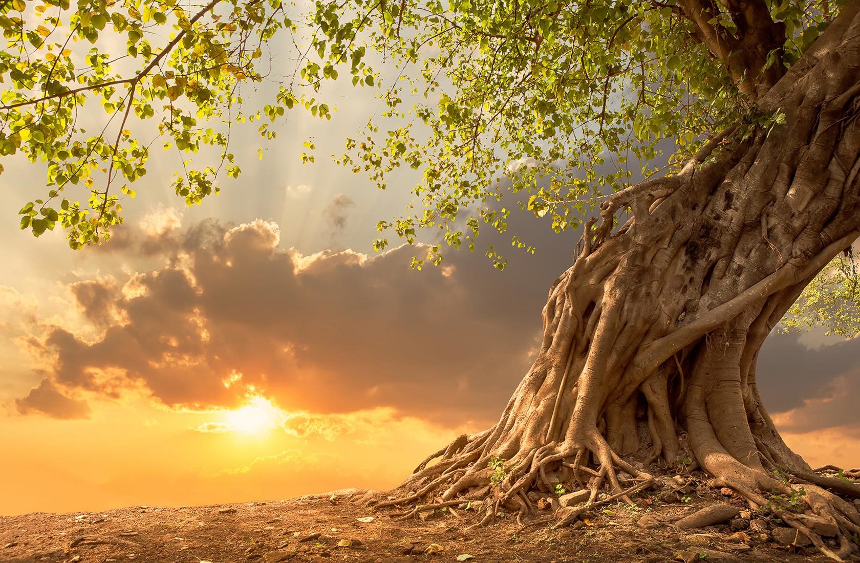 სულიერი ზრდა