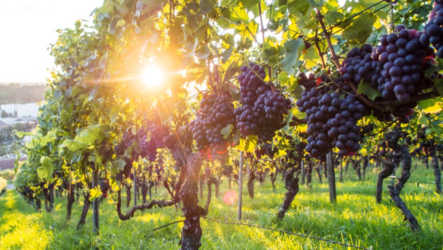 სულის ნაყოფია რწმენა